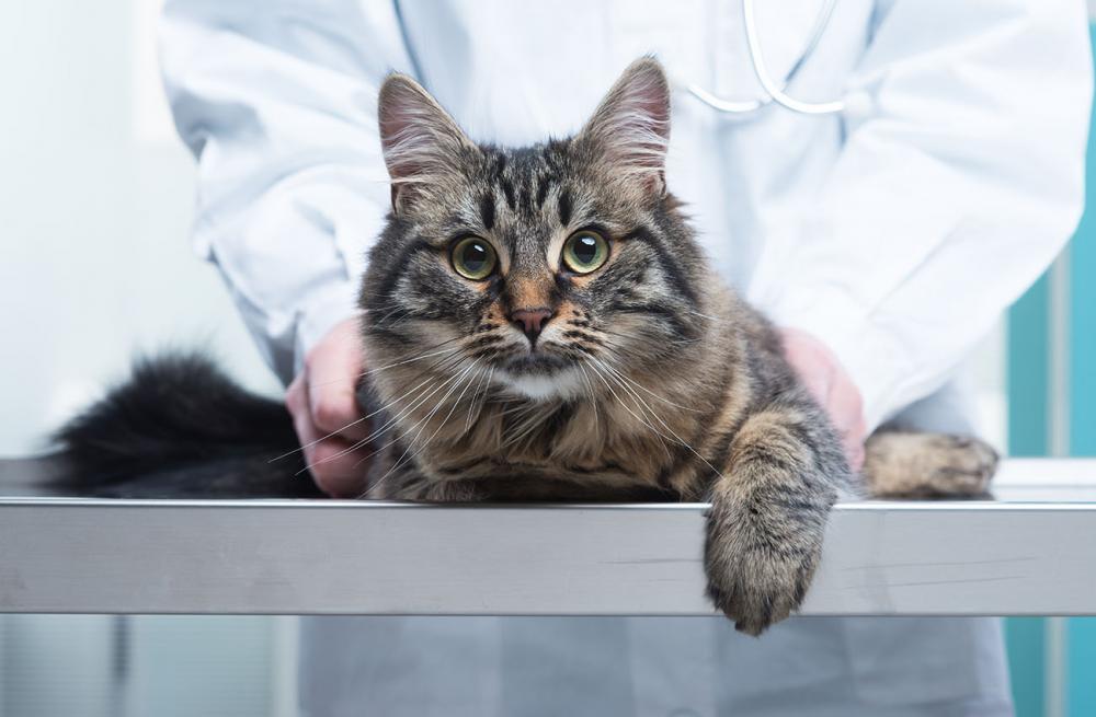 Cat-friendly Practice | Livonia Veterinarians | Sheehy Animal Hospital