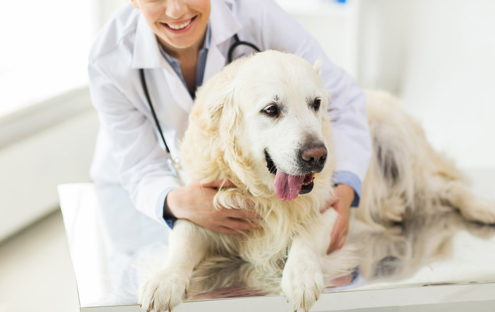 Comprehensive Vet Care | Sheehy Animal Hospital | Livonia | Dearborn MI