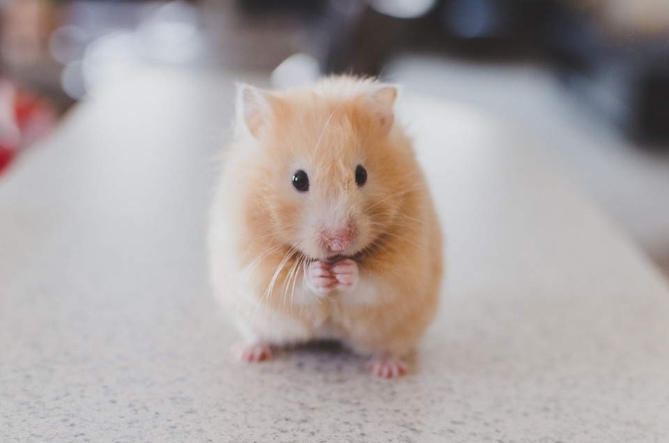 Exotic Pet Care | Hamsters | Livonia Vetyerinarian | Sheehy Animal Hospital