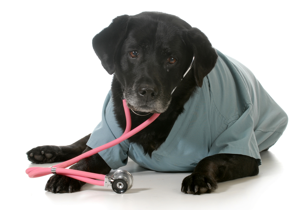 Do you want your senior pet to be happy and healthy for years to come? Come see our Livonia veterinarian for a senior pet exam to spot any health concerns.